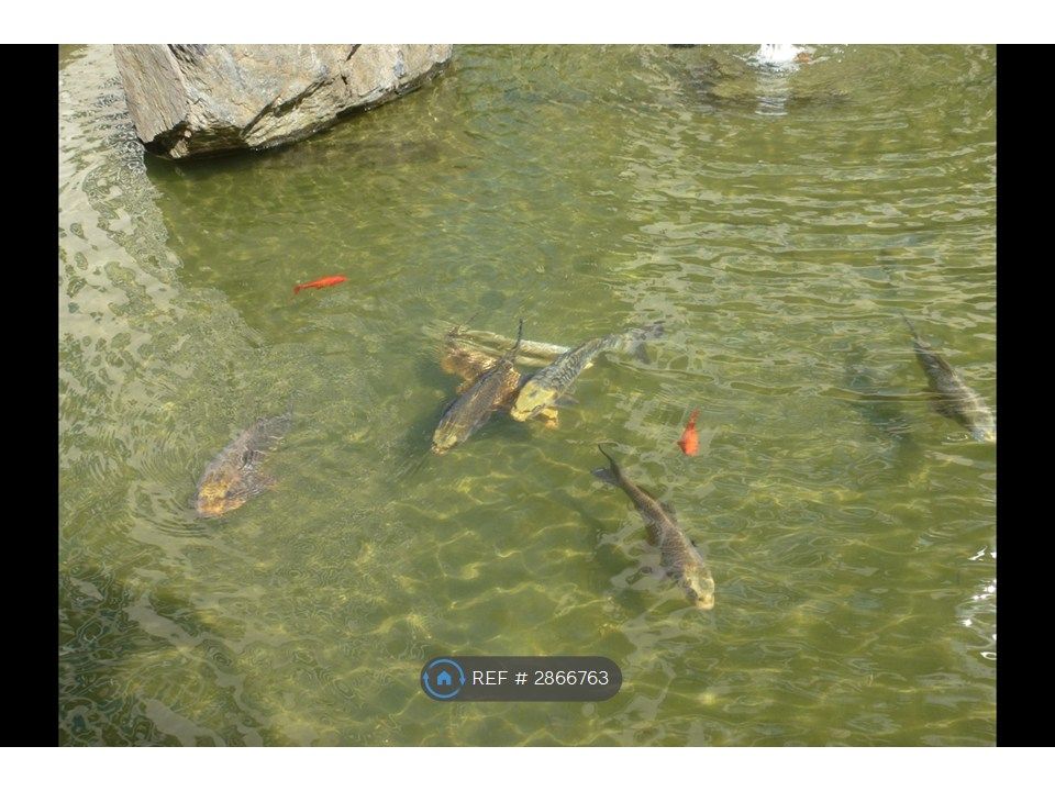 Property photo 2 of 12 Koi Fish Pond