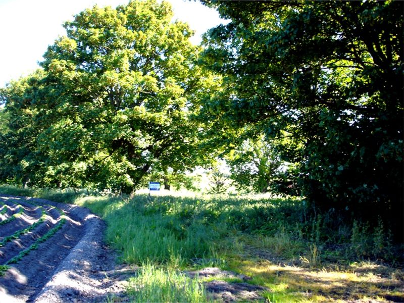 Land for sale in Hatton, Kinloss, Moray IV36 Zoopla