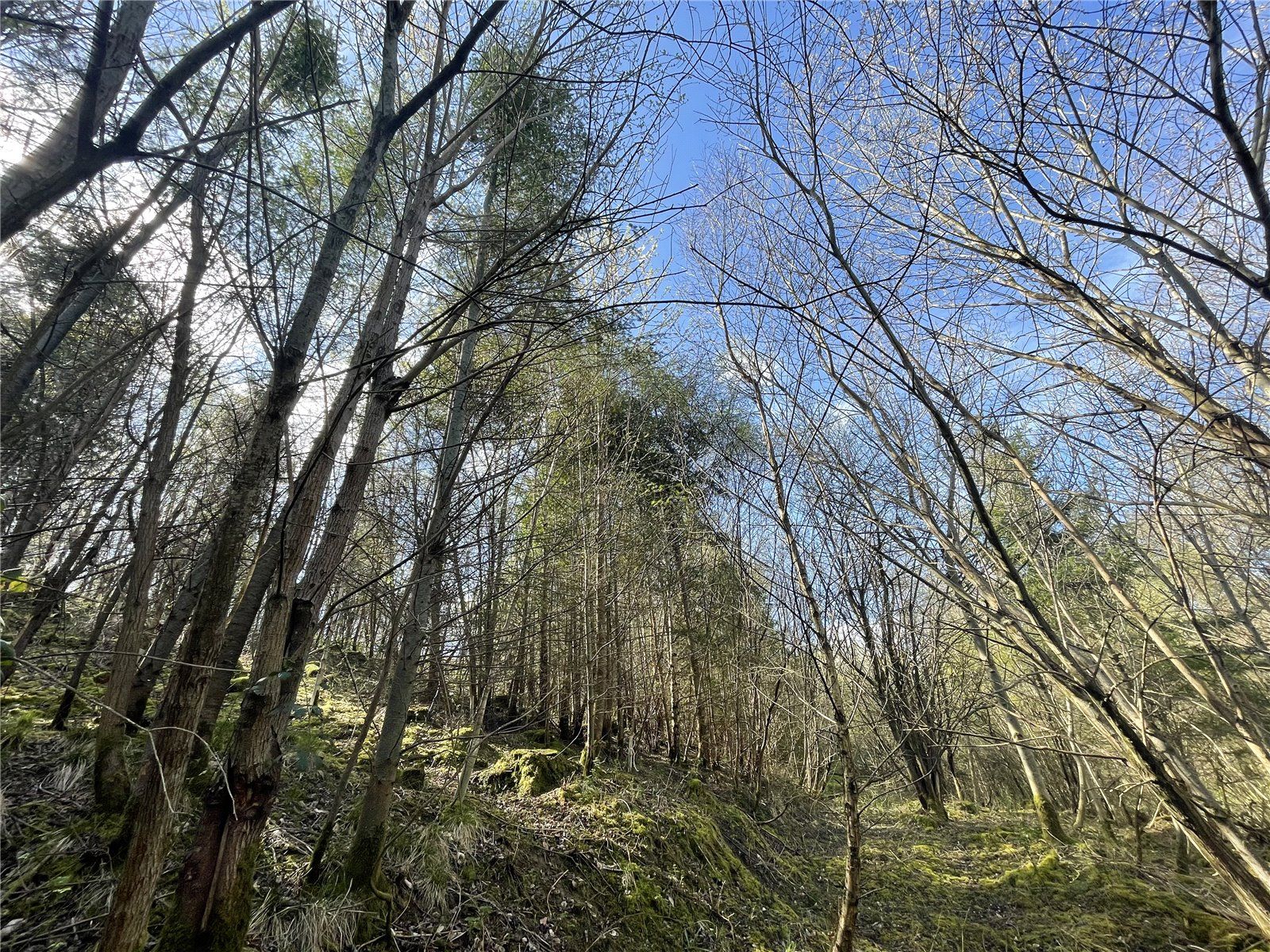 Land for sale in The Dingle, Upper Dolfor Road, Newtown, Powys SY16