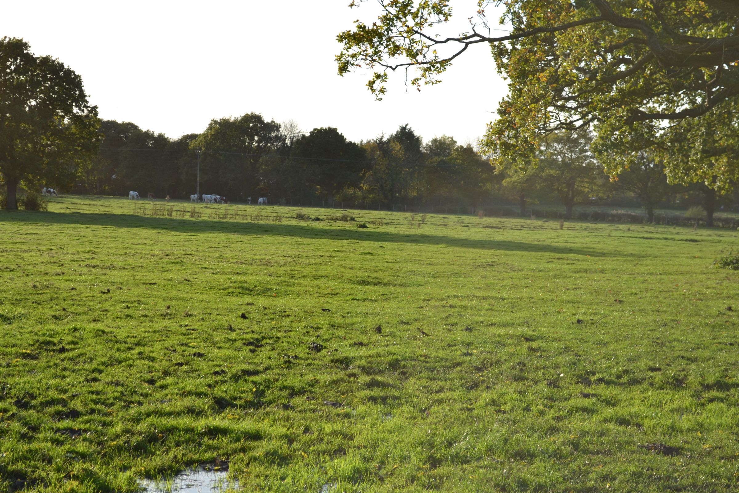 Land for sale in Ulnes Walton Lane, Ulnes Walton PR26 Zoopla